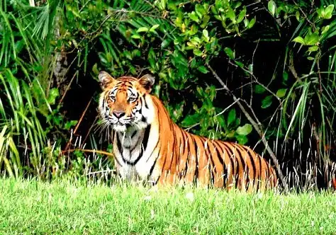 Sundarbans biological capital of Bangladesh